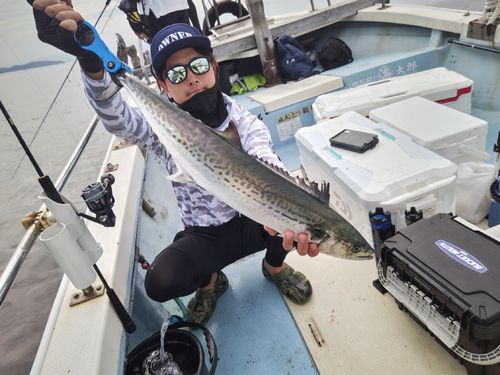 サワラの釣果