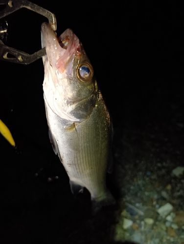 セイゴ（ヒラスズキ）の釣果