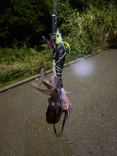 ふれーゆ