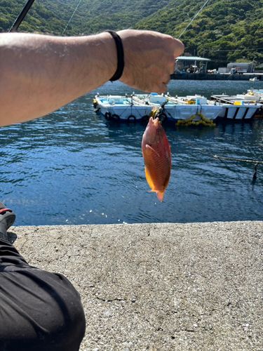 釣果
