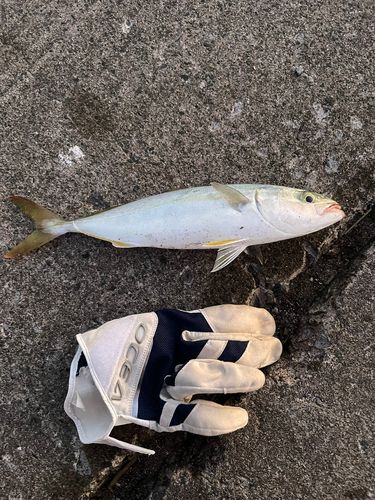 ワカシの釣果