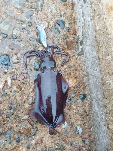 アオリイカの釣果