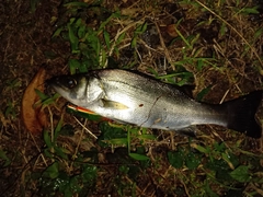 セイゴ（ヒラスズキ）の釣果