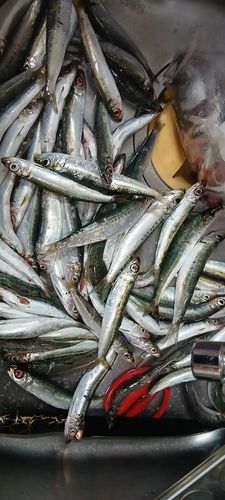 ウルメイワシの釣果