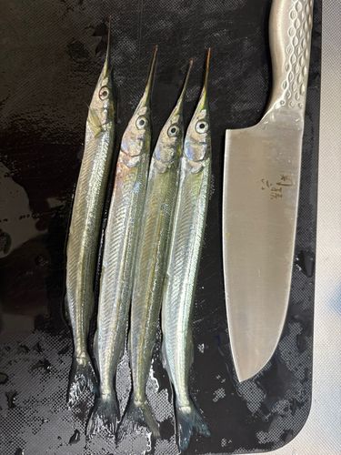 サヨリの釣果