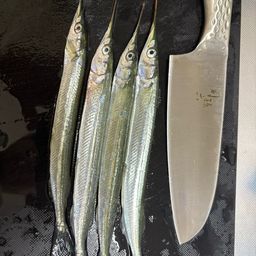 サヨリ