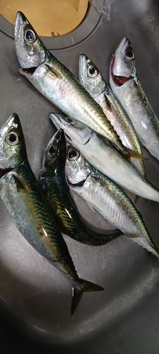 ウルメイワシの釣果