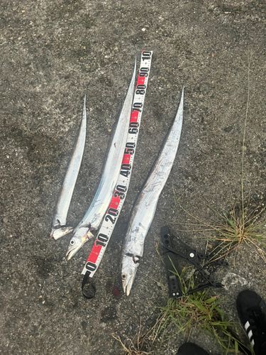 タチウオの釣果