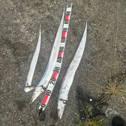 タチウオ