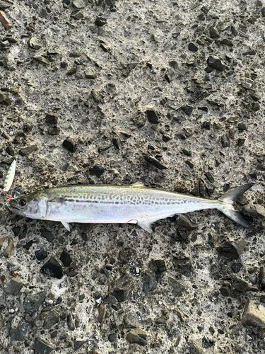 サゴシの釣果