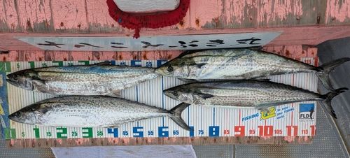 サワラの釣果