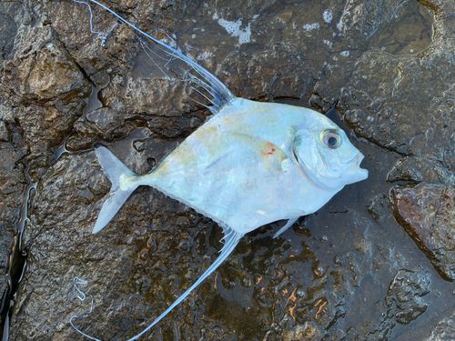 イトヒキアジの釣果