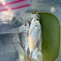 アジ