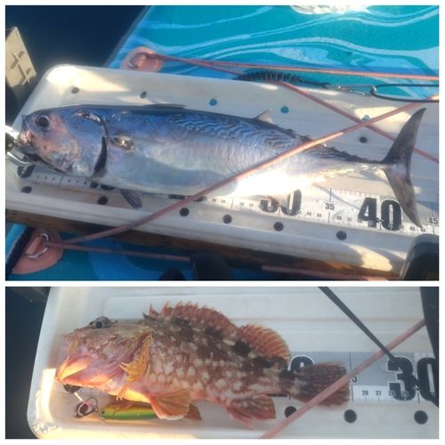ヒラソウダの釣果