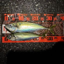 アジ
