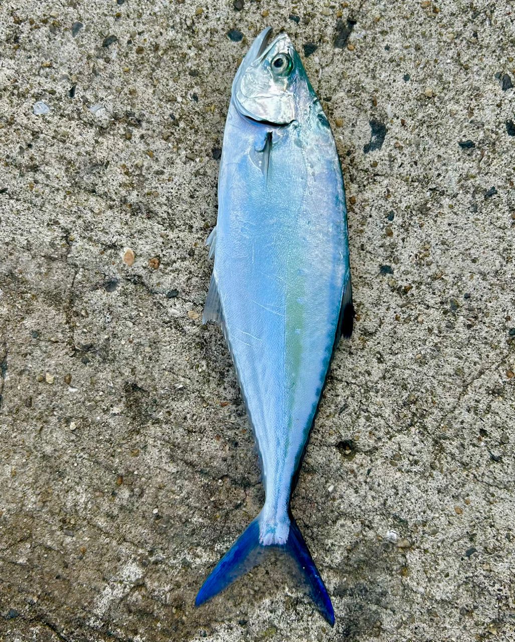 OLYMPIC 20カラマレッティー 20GCALS-7102Mの最安値・インプレ・釣果