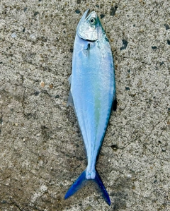 イケカツオの釣果