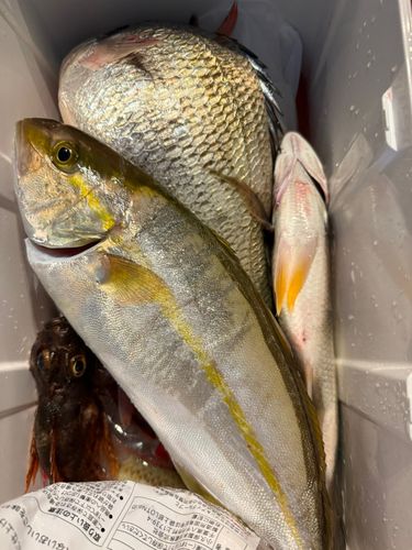 ネリゴの釣果