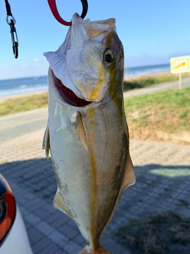 ショゴの釣果