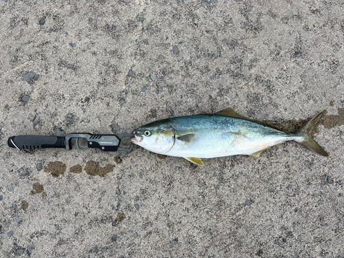 イナダの釣果