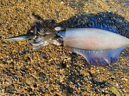 アオリイカの釣果