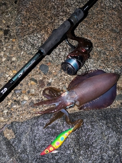 アオリイカの釣果