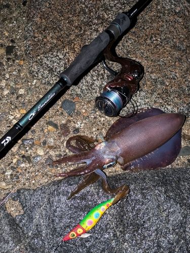 アオリイカの釣果
