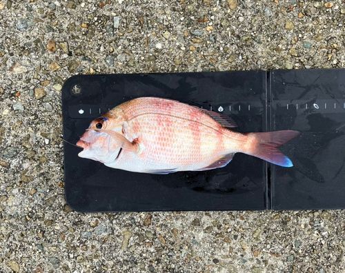 チャリコの釣果