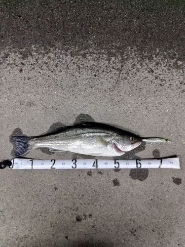 スズキの釣果