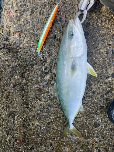 ヤズの釣果