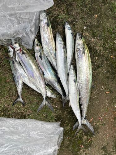 伊勢湾湾奥