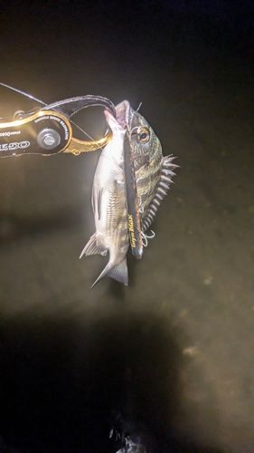 釣果