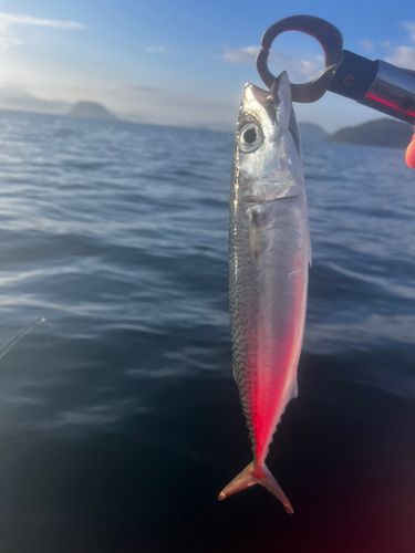 サバの釣果