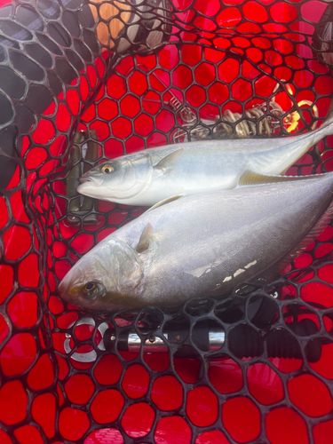 ネリゴの釣果