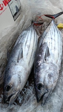 カツオの釣果