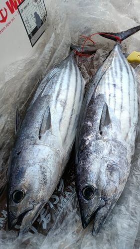 カツオの釣果