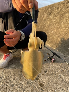 コウイカの釣果