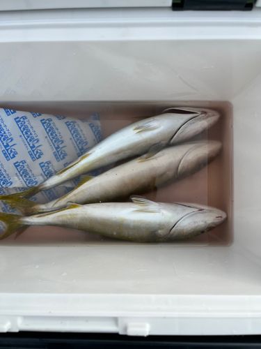 ヤズの釣果