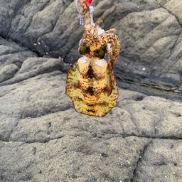 アオリイカ