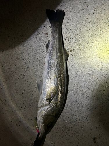 スズキの釣果