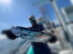 カツオの釣果