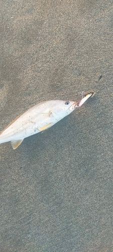 ニベの釣果