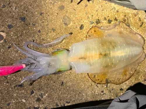 アオリイカの釣果