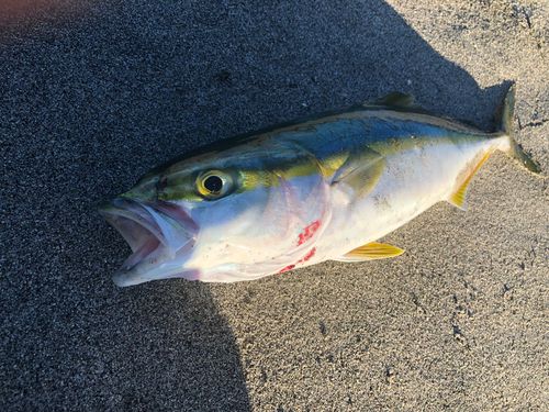 ワカシの釣果