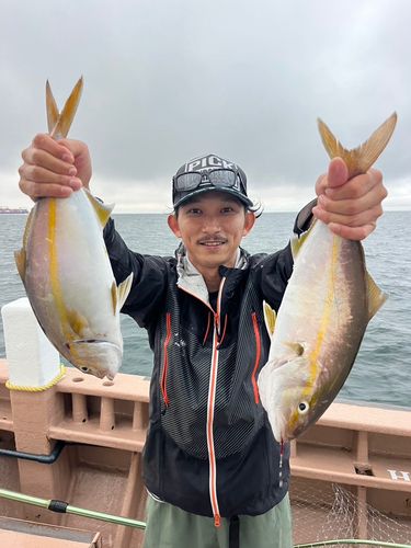 カンパチの釣果