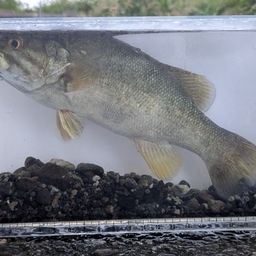 スモールマウスバス