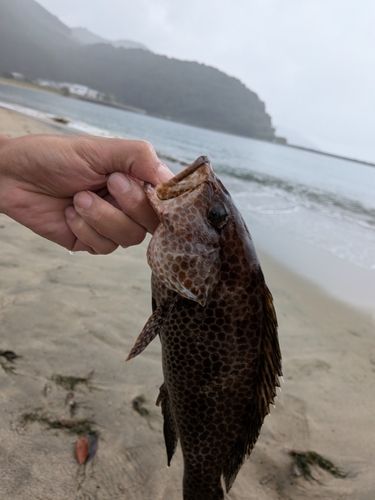 賀田湾