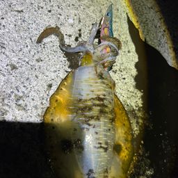 アオリイカ