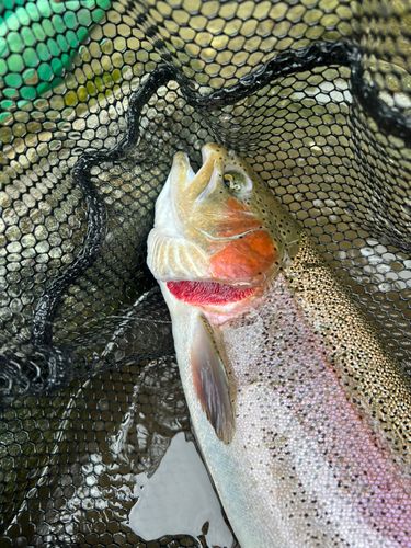 ニジマスの釣果
