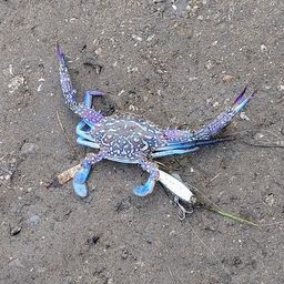 タイワンガザミ